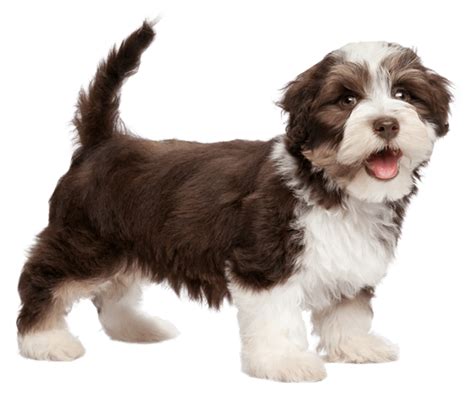 Havanese - Dog Breed Health, History, Appearance, Temperament, and ...