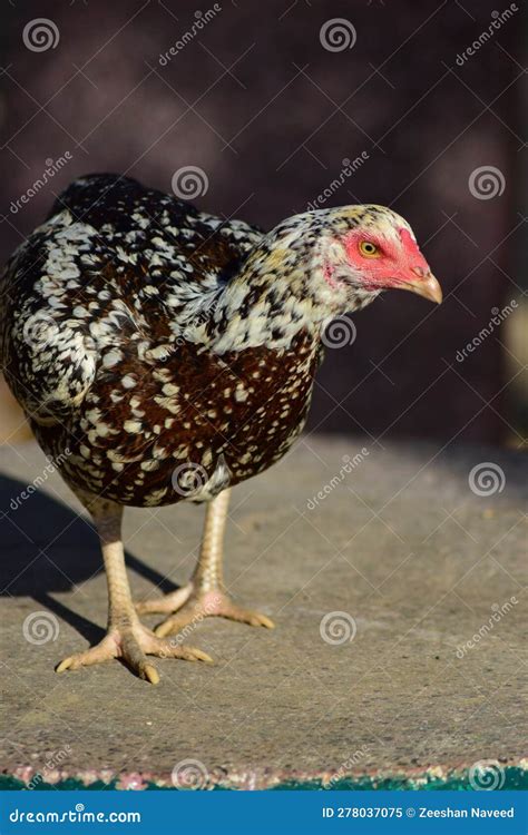 Hen with Colorful Feathers. Stock Image - Image of thai, poultry: 278037075