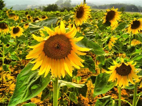 Sunflower Fields in Tuscany, Italy Fine Art Photography Print 8x12 Home Decor - Etsy