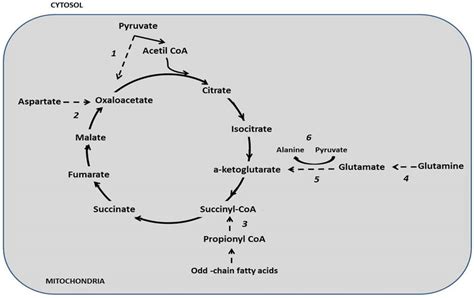 Anaplerosis in cancer: Another step beyond the warburg effect