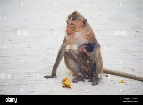 wild monkeys in Thailand Stock Photo - Alamy