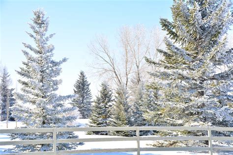 Alberta Winter Trees - Free photo on Pixabay