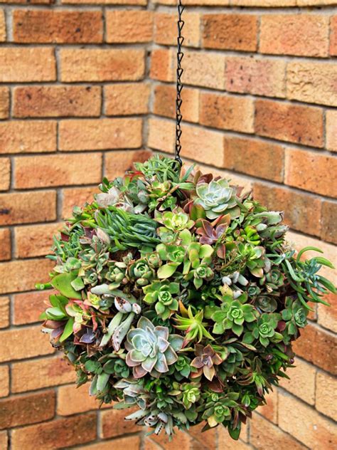 Hanging Succulent Ball Display: Grow A Ball Of Succulents For Your Home