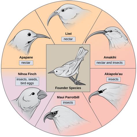 Biology, Evolutionary Processes, Evolution and the Origin of Species, Formation of New Species ...