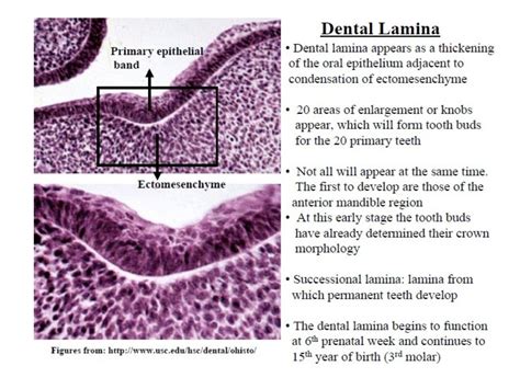 Histology of Enamel