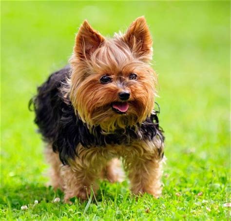 Talbot vs Yorkshire Terrier - Breed Comparison | MyDogBreeds