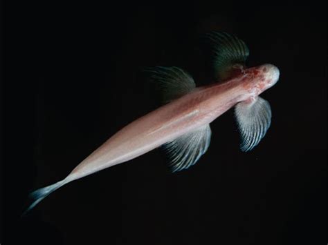 Blind cave fish found walking up waterfalls in 'major' evolutionary discovery | The Independent ...