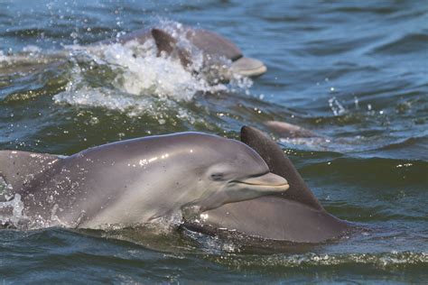 Why do dolphins use the Potomac River? — Potomac Conservancy