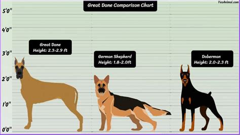 Great Dane Size: How Big Are They Compared To Others?