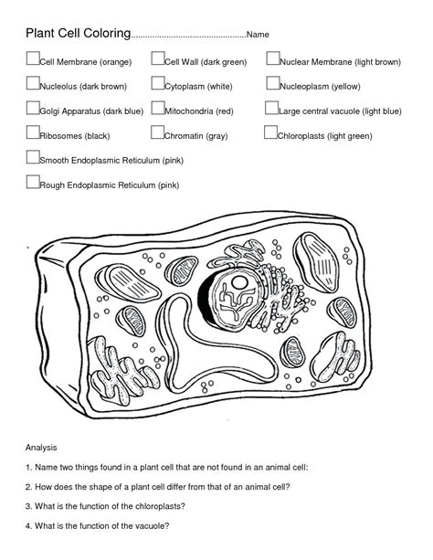 Coloring Pages Of Animal Cells