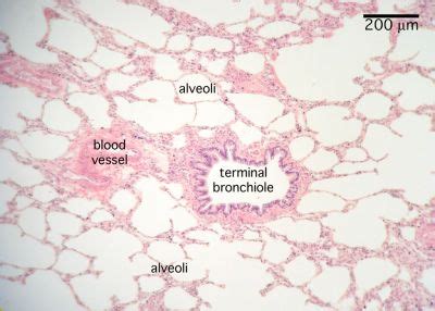 Lung Histology Labeled