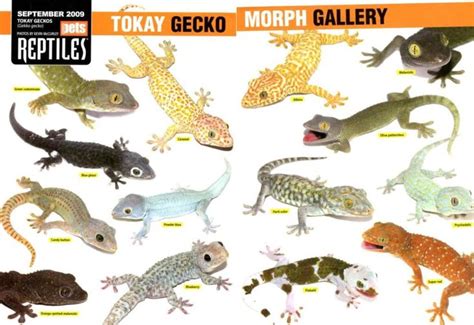 Discover the Top 10 Tokay Gecko Facts