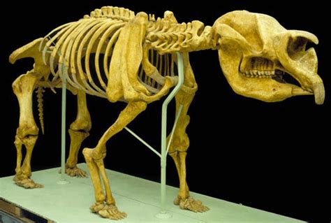 Diprotodon. Sometimes called the giant wombat or the rhinoceros wombat, is the largest known ...