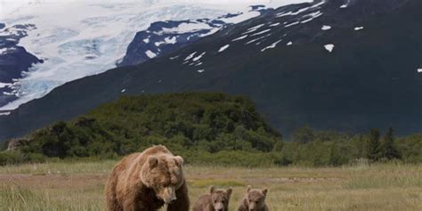 Wildlife Watching in Canmore, Alberta