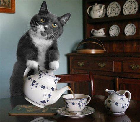 cuppa? | Cat tea party, Cat drinking, Cats