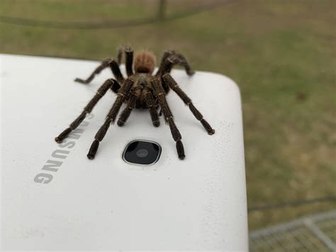 Unidentified spider in George, South Africa