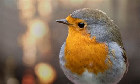 European Robin Bird Portrait Photo | Portrait photo, Robin bird ...