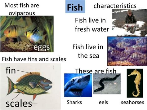 Unit 6 animals classification