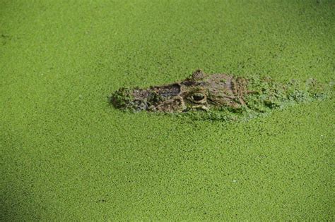 Crocodile,camouflage,reptile,free pictures, free photos - free image from needpix.com