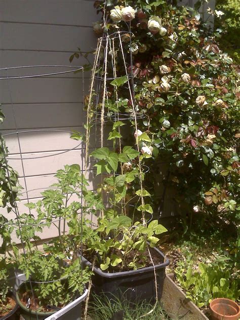 dust and devils: A life of satisfaction and ideas: Garden update June 7: First Green Bean Harvest