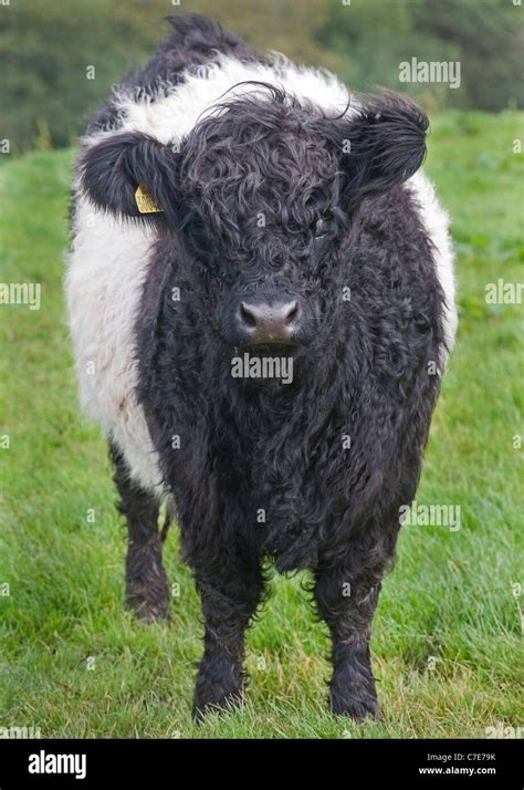 Belted Galloway Cow Stock Photo, Royalty Free Image: 39036415 - Alamy