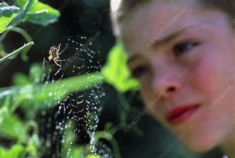 Observing nature - Stock Image - P930/0087 - Science Photo Library