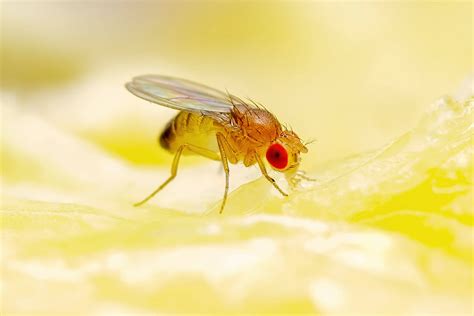 Fruit Fly Life Cycle: How Long Do Fruit Flies Live?