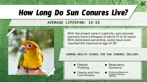 Sun Conure Lifespan: How Long Do These Parakeets Live? - A-Z Animals