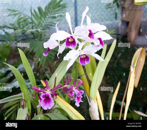 White Cattleya Orchids Stock Photos & White Cattleya Orchids Stock ...