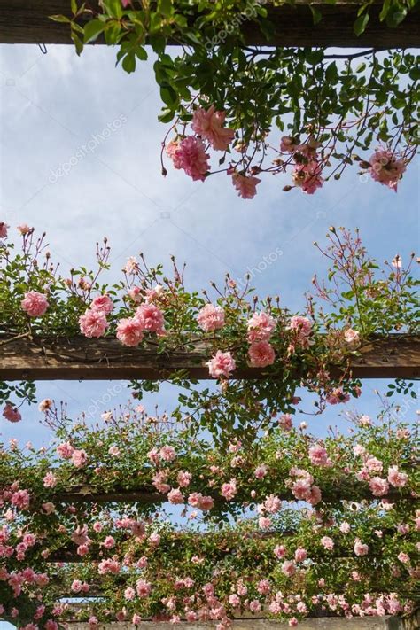 Pink climbing roses at a pergola — Stock Photo © Madrabothair #56041569