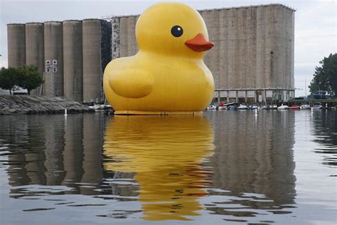 World's Largest Rubber Duck is now floating at Canalside | Local News ...