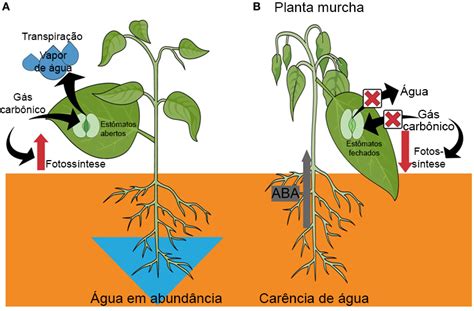 Unesp Para Jovens | Como as plantas lidam com os dias secos?