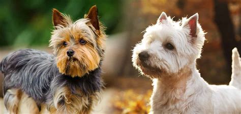 Westie vs Yorkie - Which Small Terrier Comes Out On Top?