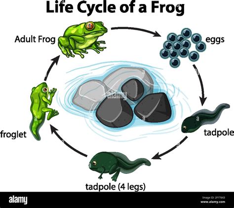 Blue Dart Frog Life Cycle