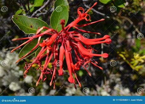 Plants Of The Valdivian Temperate Rainforests In Southern Chile Chilean Patagonia Stock Photo ...