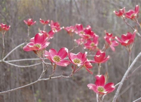 Sizzling Indian Recipes.....: Dogwood trees in bloom around Cary,North Carolina - An enticing ...