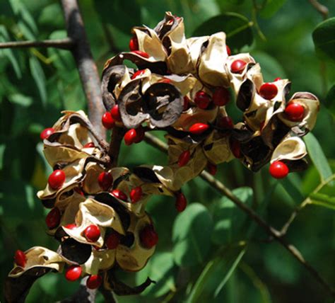 Adenanthera Pavonina 10 Seeds, Red Sandalwood, Jewelry Beads and Saga | The Plant Attraction