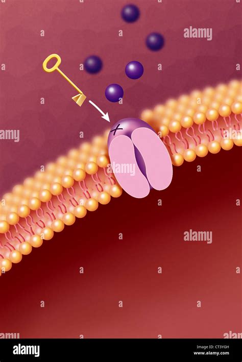 Cell Membrane Receptors Stock Photos & Cell Membrane Receptors Stock Images - Alamy