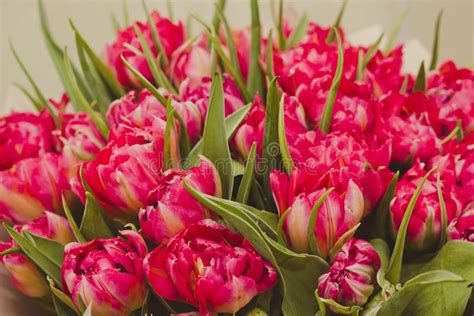 Pink Parrot Tulips Bouquet Close-up Stock Photo - Image of floral ...