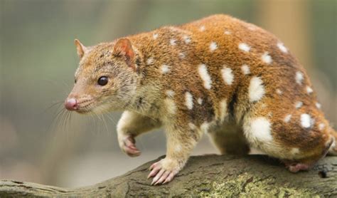 Predatory instinct: quolls - Australian Geographic