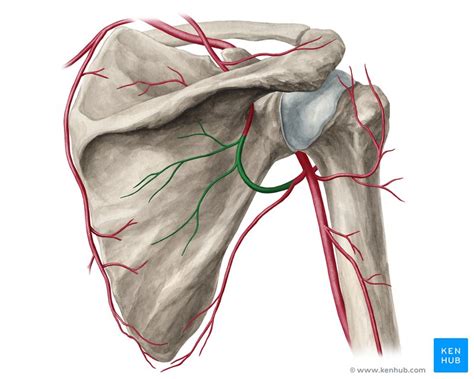 Circumflex scapular artery: Anatomy, branches, supply | Kenhub