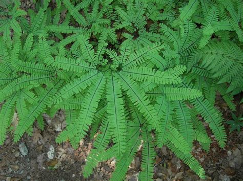 Adiantum pedatum (Pteridaceae) image 16265 at PlantSystematics.org