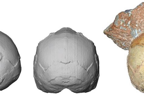 Scientists Find the Oldest Human Skull Outside of Africa | Discover Magazine | Human fossils ...