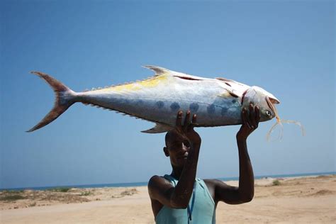 Rehabilitating the fisheries sector in Somalia | Blue Growth blog ...