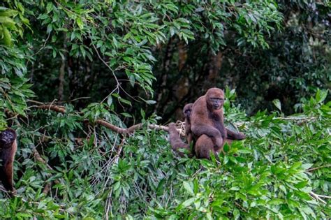 Ecuador Amazon Rainforest Guide - Unforgettable Jungle Adventure