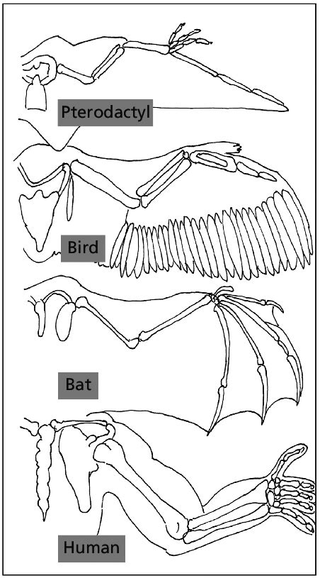 1 Convergent evolution of wing and arm structure in pterodactyls,... | Download Scientific Diagram