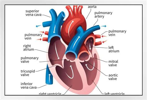 Circulatory System Labeled Heart