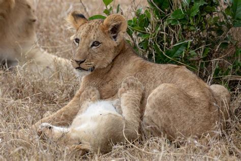 Lion Cubs in Grasslands on the Masai Mara, Kenya Africa Stock Photo ...