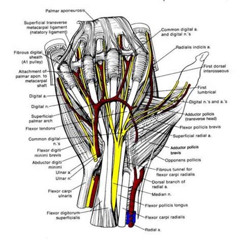 Anatomy Of The Human Wrist | MedicineBTG.com