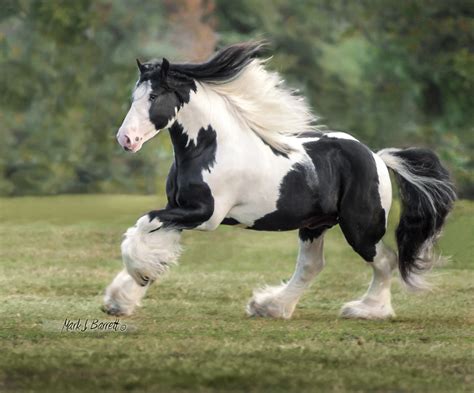 The Road Sweeper - Gypsy Gold Horse Farm